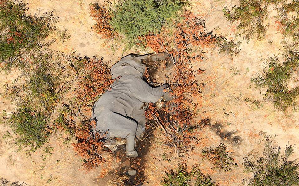 Mueren al menos 275 elefantes en condiciones misteriosas en ...